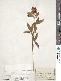 Trifolium pannonicum image