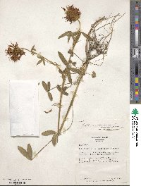 Trifolium pannonicum image