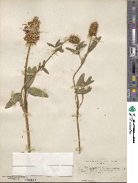 Trifolium pannonicum image