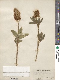 Trifolium pannonicum image