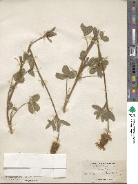 Trifolium pannonicum image