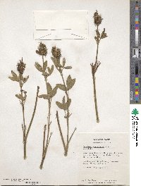 Trifolium pannonicum image