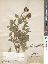 Trifolium pannonicum image