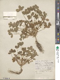 Trifolium squarrosum subsp. squarrosum image