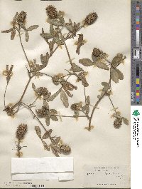 Trifolium squarrosum image