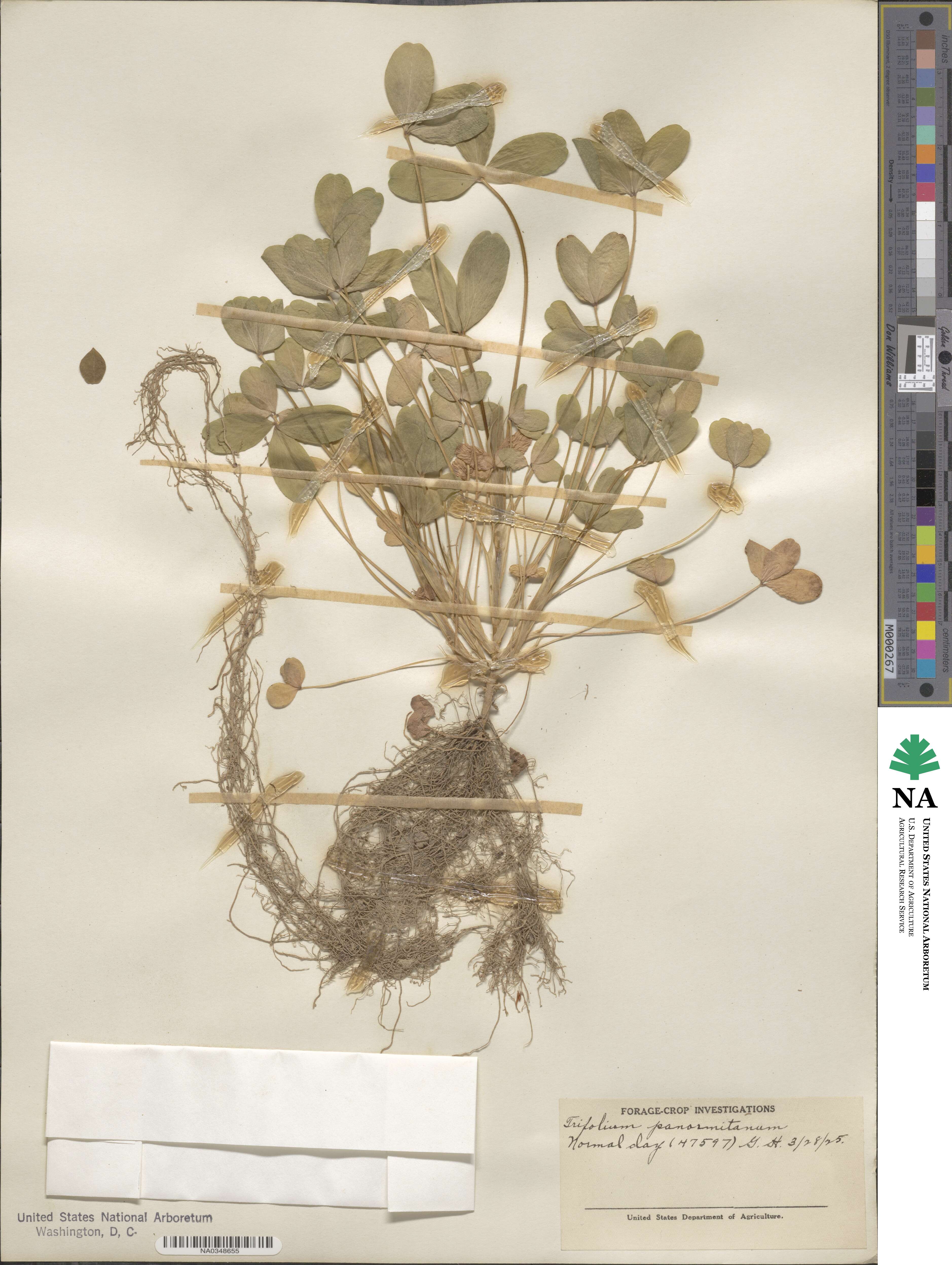 Trifolium squarrosum subsp. squarrosum image