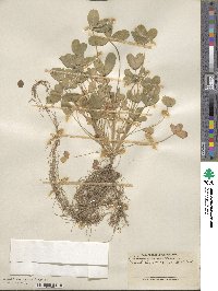 Trifolium squarrosum subsp. squarrosum image