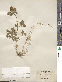 Trifolium squarrosum subsp. squarrosum image