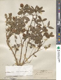 Trifolium squarrosum subsp. squarrosum image