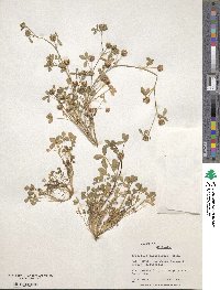 Trifolium parviflorum image