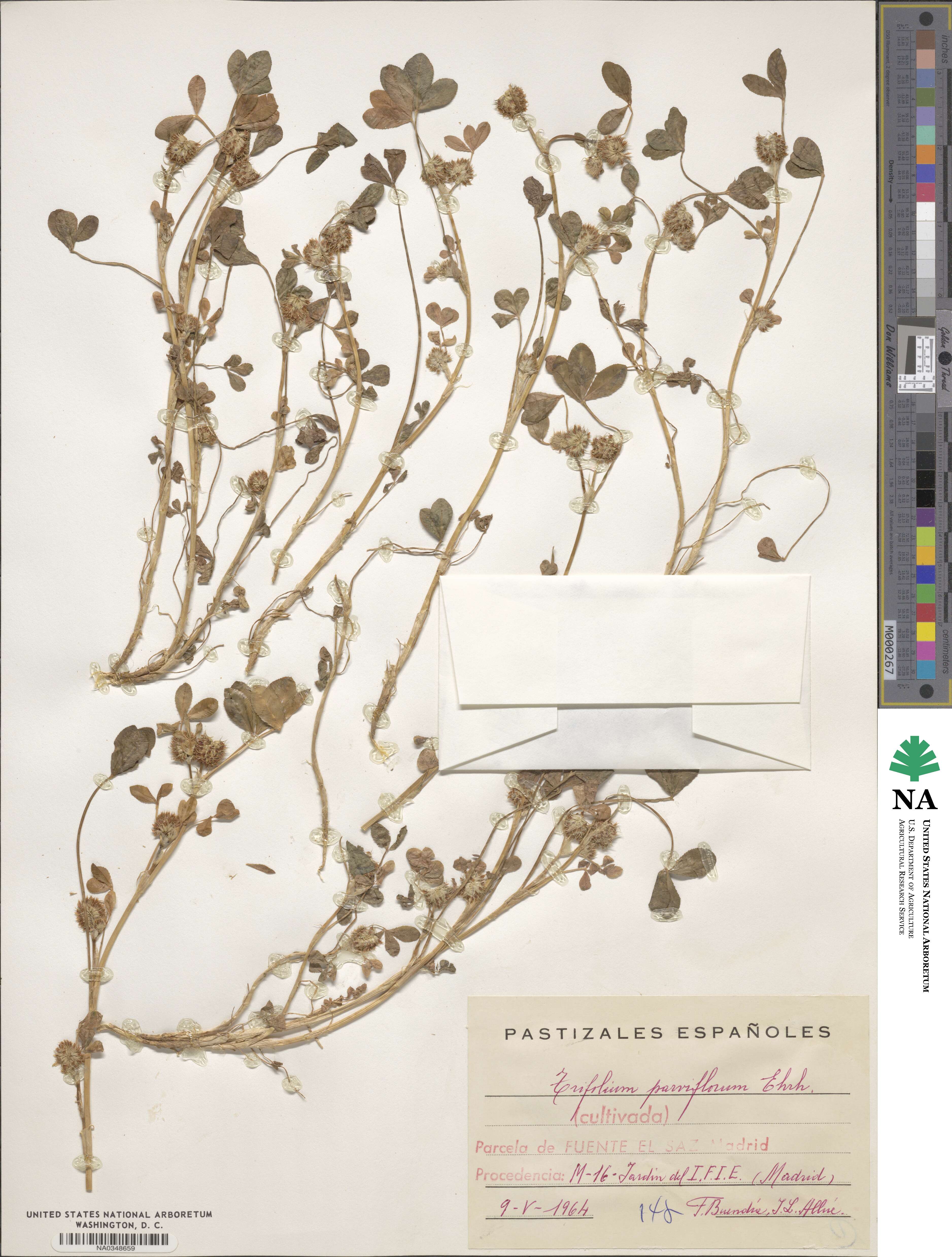 Trifolium parviflorum image