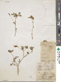 Trifolium parviflorum image