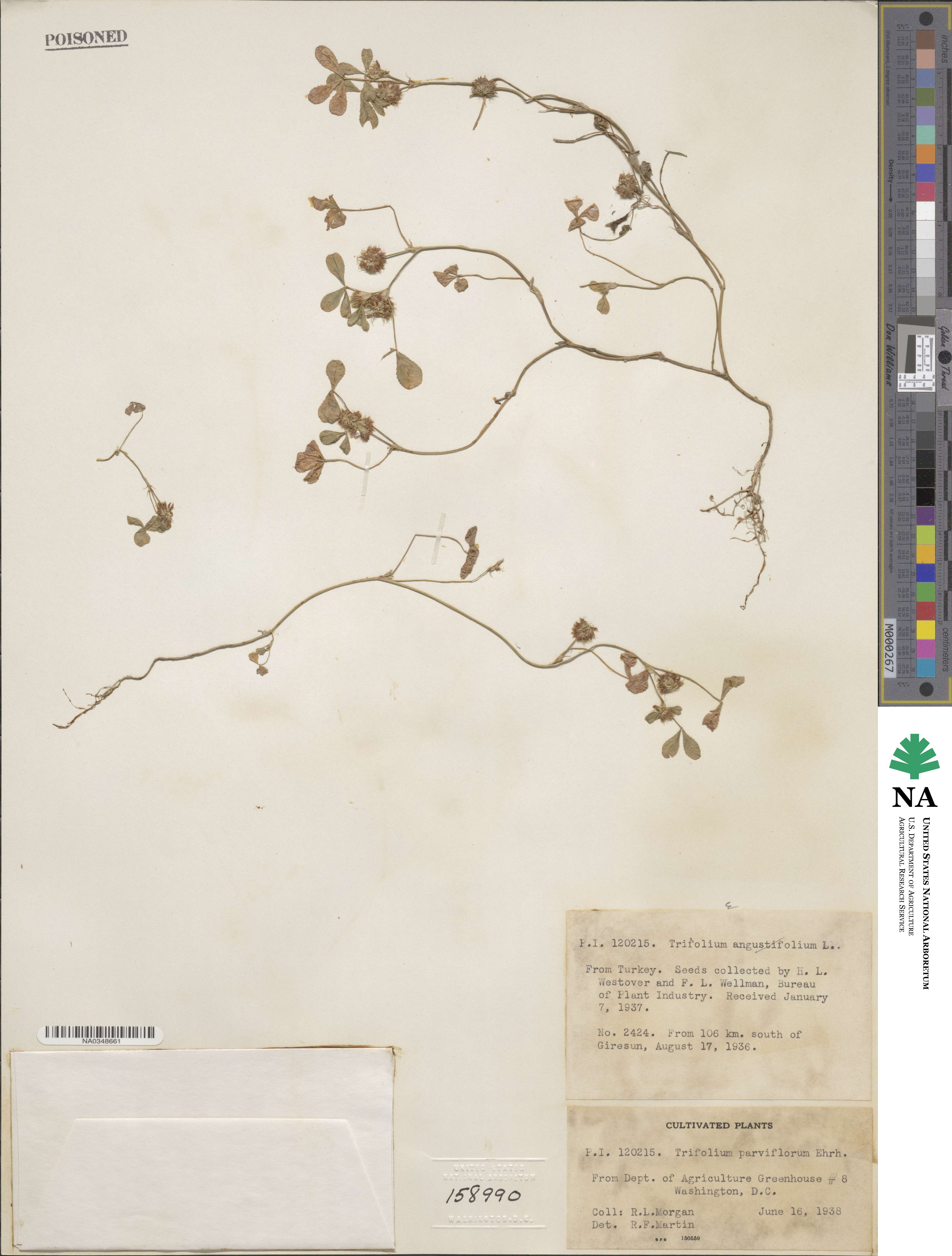 Trifolium parviflorum image