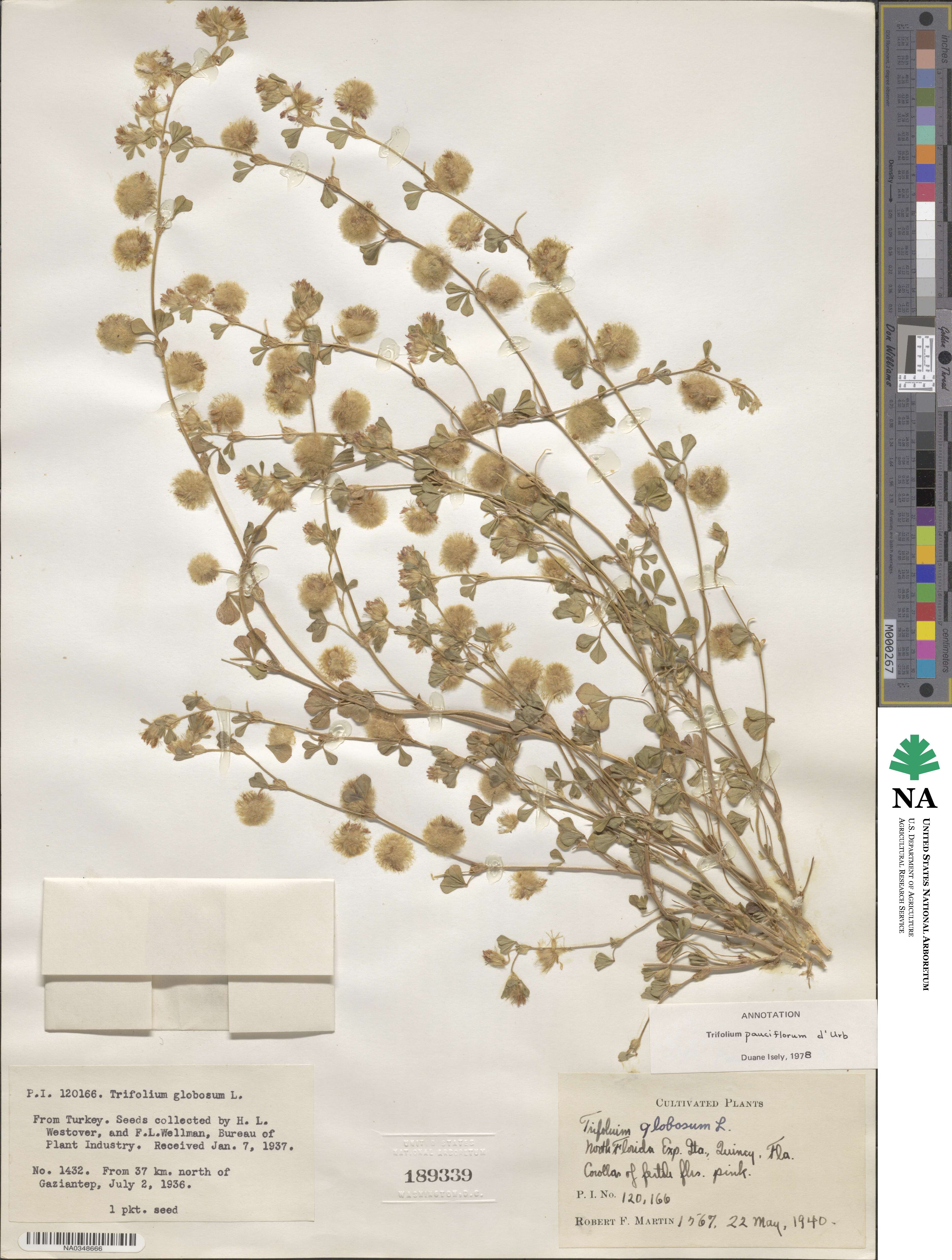 Trifolium pauciflorum image