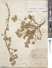 Trifolium nigrescens subsp. petrisavii image