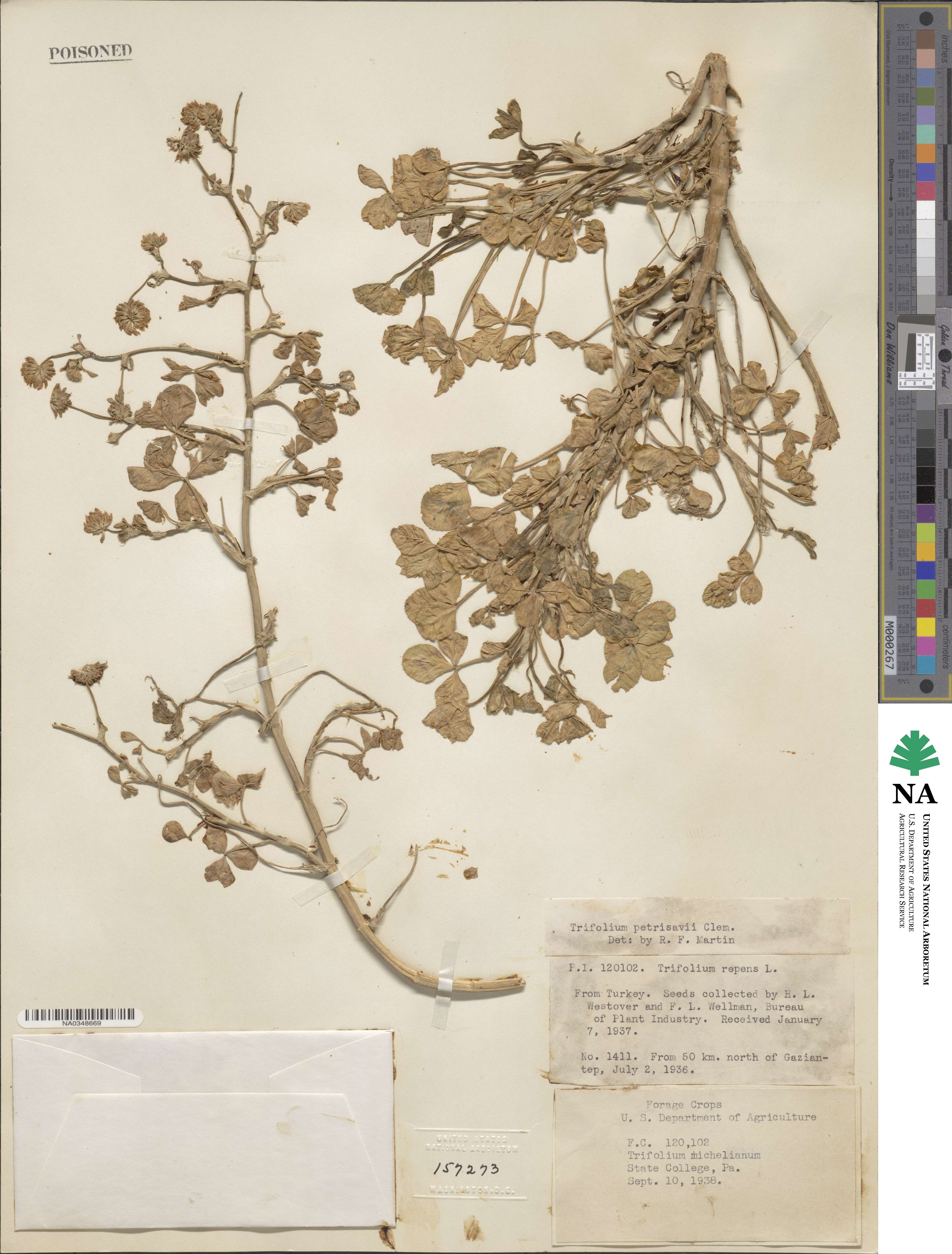 Trifolium nigrescens image