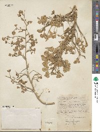 Trifolium nigrescens subsp. petrisavii image