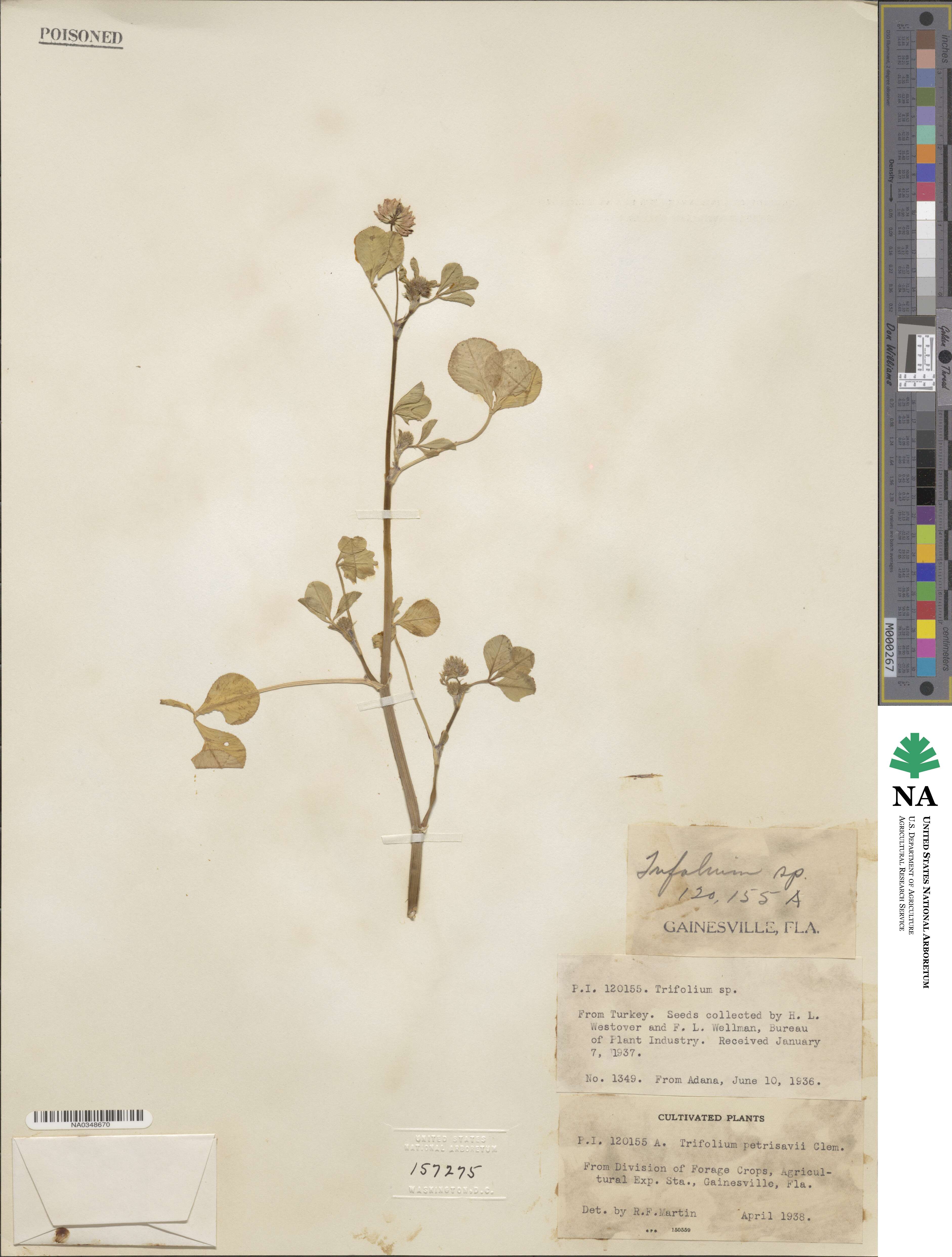 Trifolium nigrescens subsp. petrisavii image