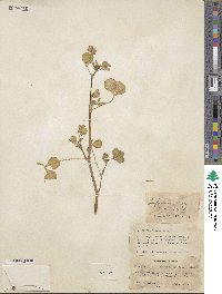 Trifolium nigrescens subsp. petrisavii image