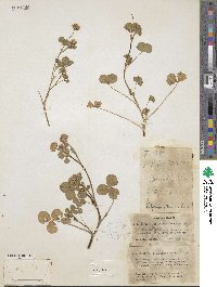 Trifolium nigrescens subsp. petrisavii image