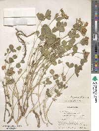 Trifolium physodes image