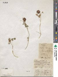 Trifolium physodes image