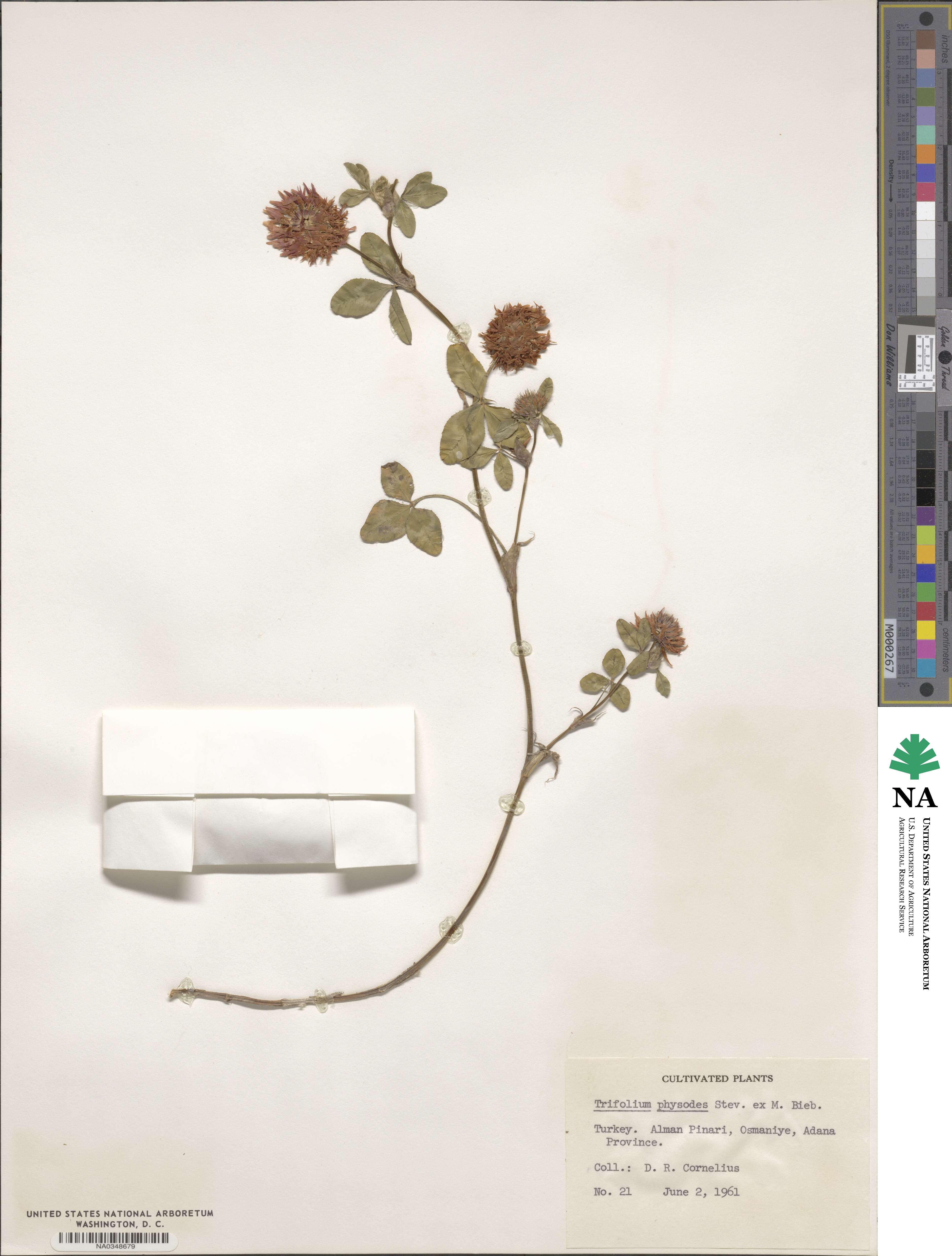 Trifolium physodes image