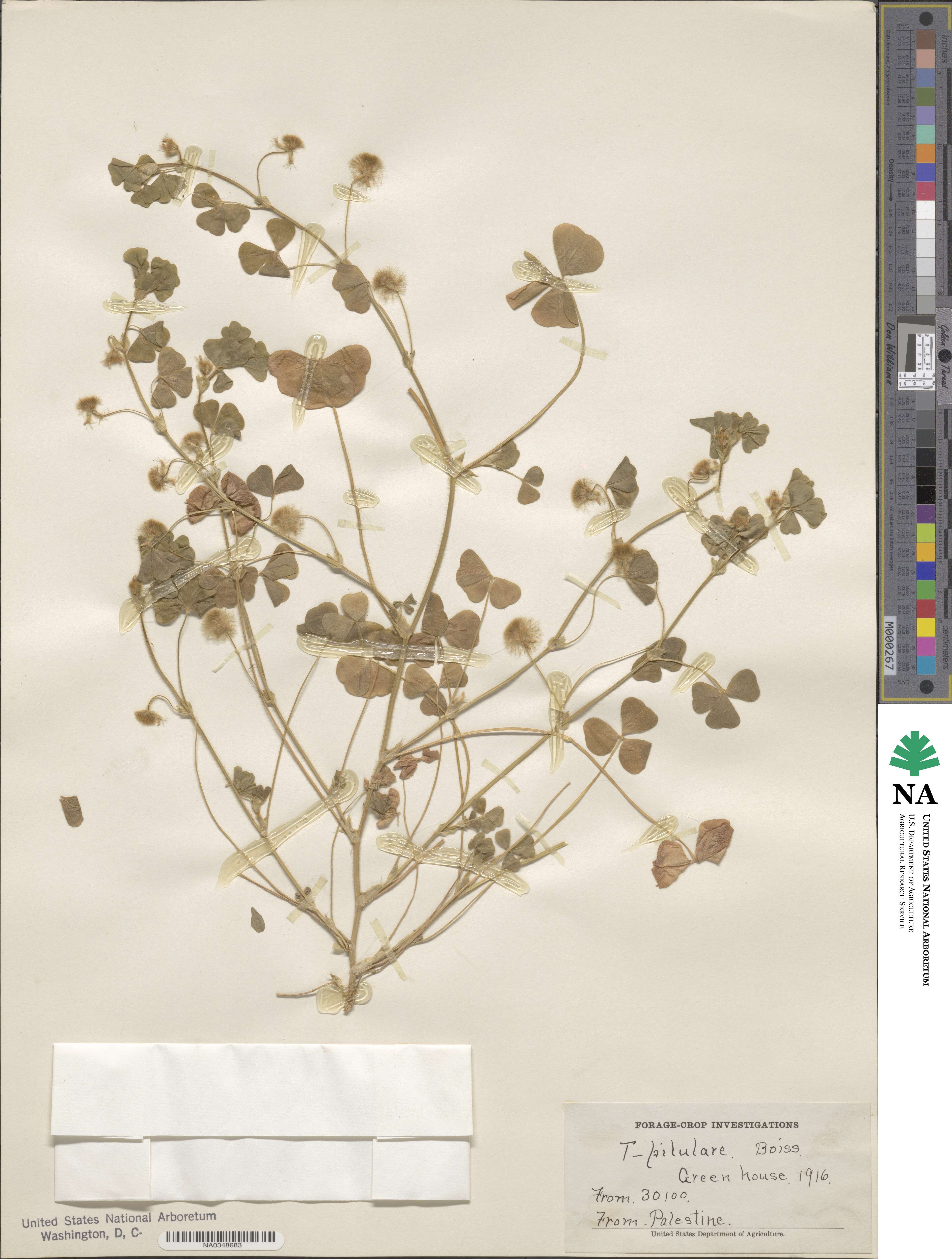 Trifolium pilulare image