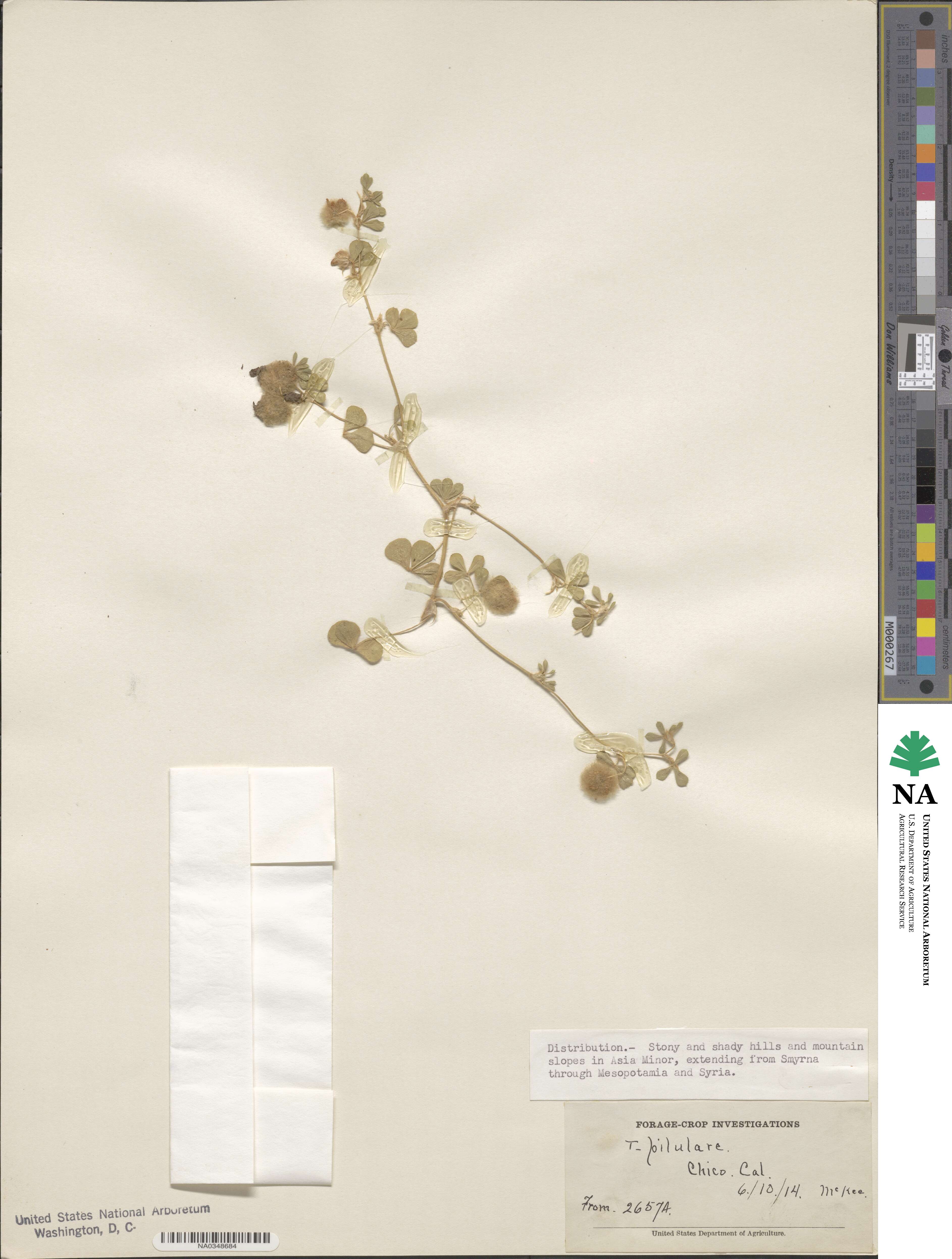 Trifolium pilulare image