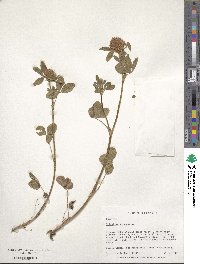 Trifolium pratense image