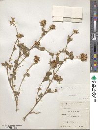 Trifolium pratense image