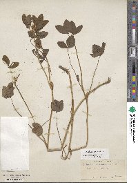 Trifolium pratense image