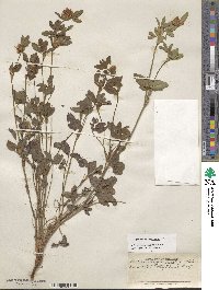 Trifolium pratense image