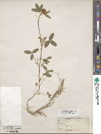 Trifolium pratense image