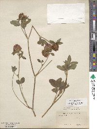 Trifolium pratense image