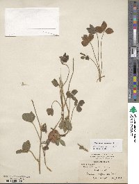 Trifolium pratense image