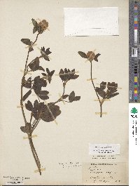 Trifolium pratense image