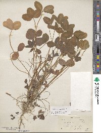 Trifolium pratense image