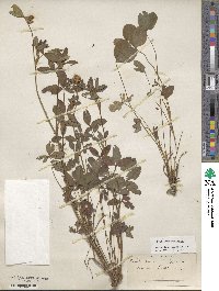 Trifolium pratense image