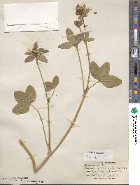 Trifolium pratense image