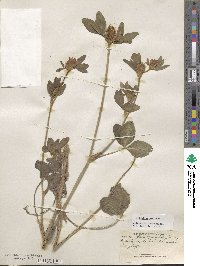 Trifolium pratense image