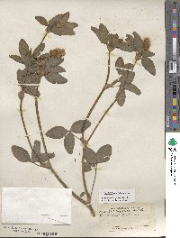 Trifolium pratense image