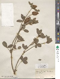 Trifolium pratense image