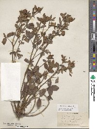 Trifolium pratense image