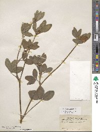 Trifolium pratense image