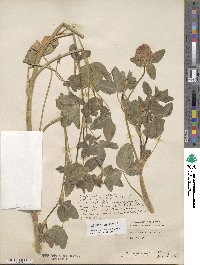 Trifolium pratense image