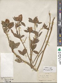 Trifolium pratense image