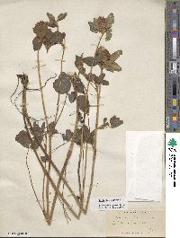 Trifolium pratense image