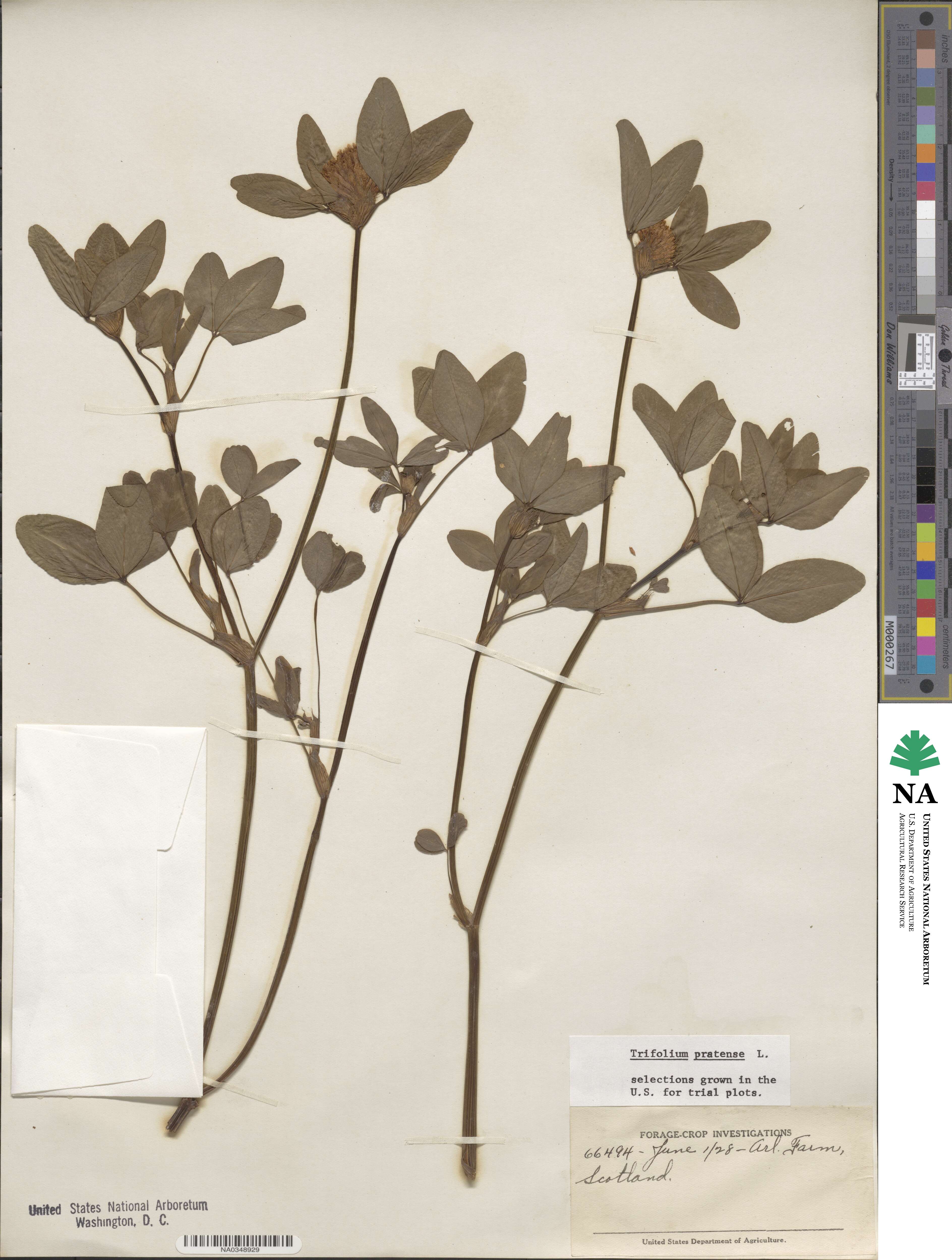 Trifolium pratense image