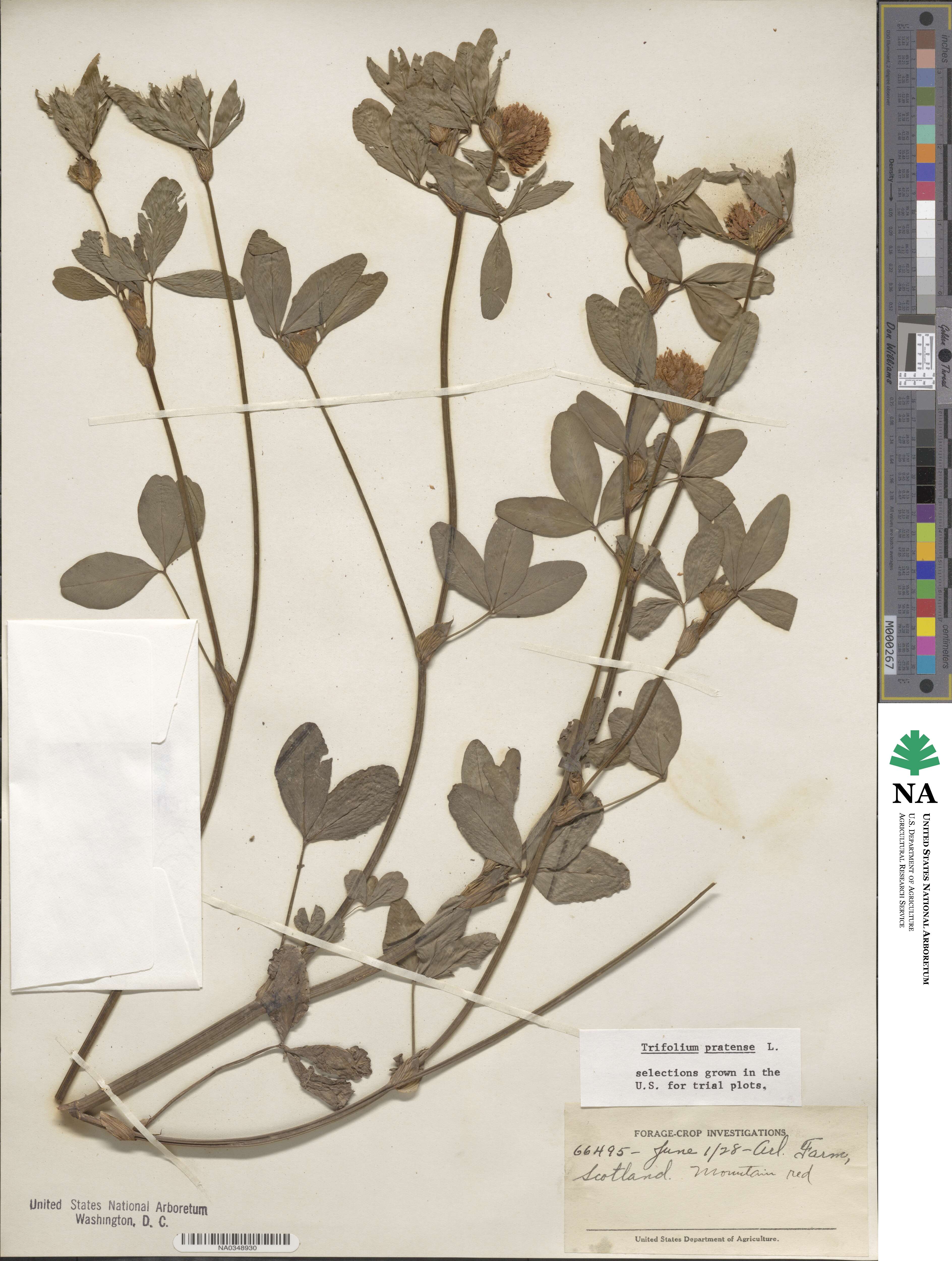 Trifolium pratense image